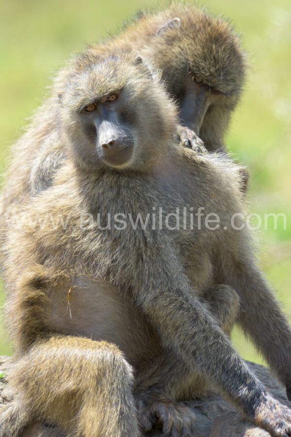 yellow-baboon-papio-cynocephalus-2