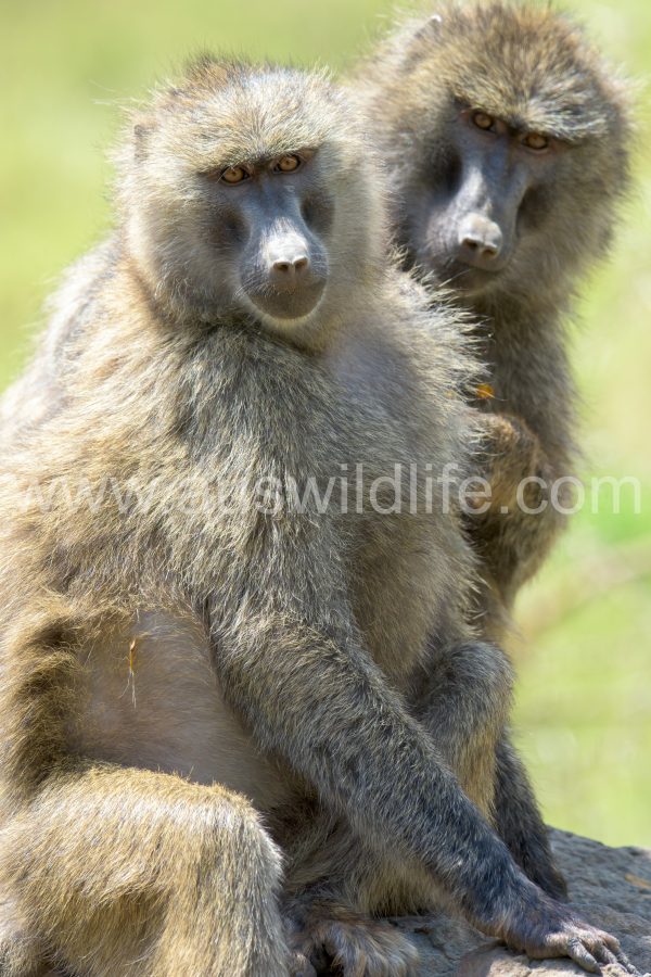 yellow-baboon-papio-cynocephalus-3