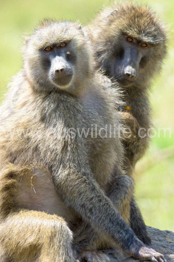 yellow-baboon-papio-cynocephalus-4