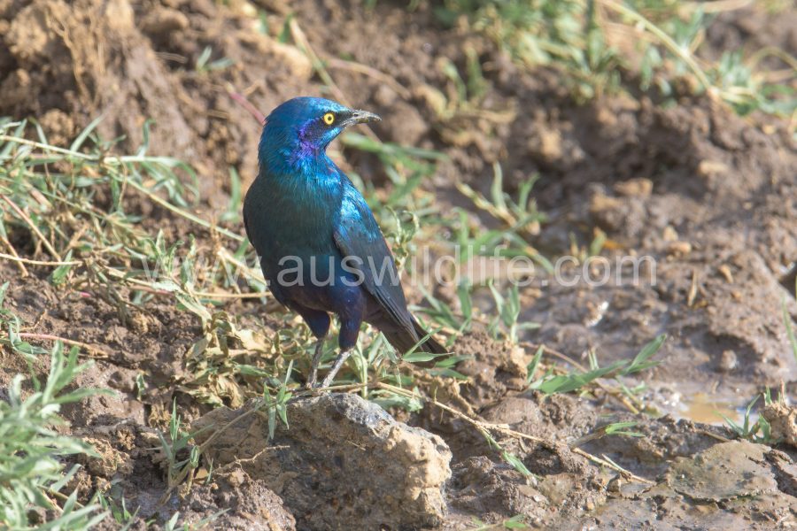 greater-blue-eared-starling-lamprotornis-chalybaeus-2