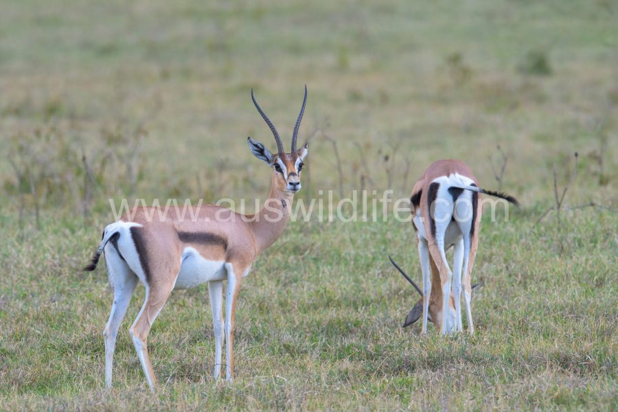thomsons-gazelle-gazelle-rufifrons