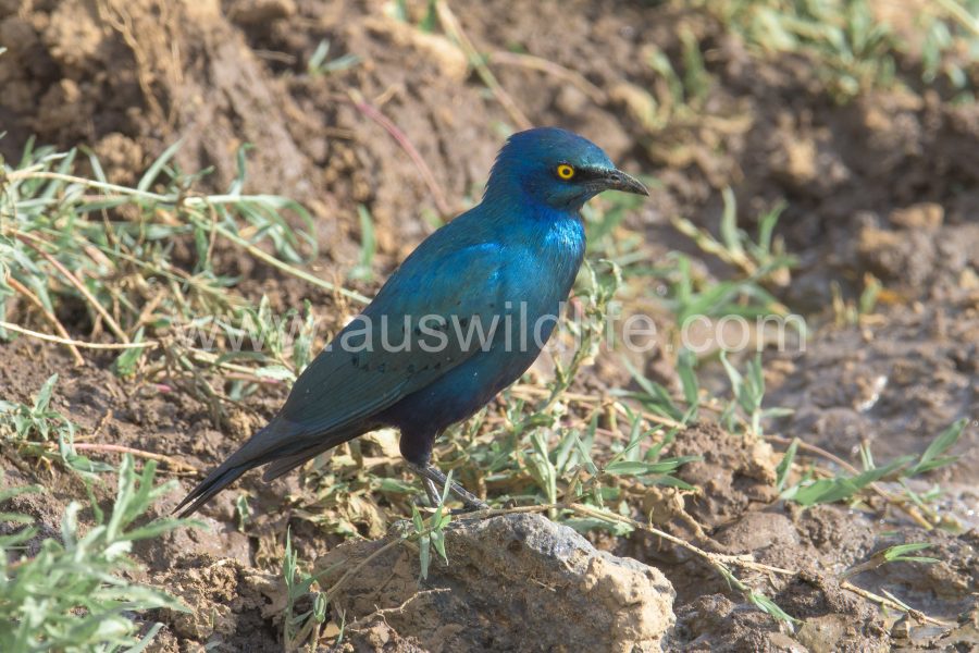 greater-blue-eared-starling-lamprotornis-chalybaeus-3
