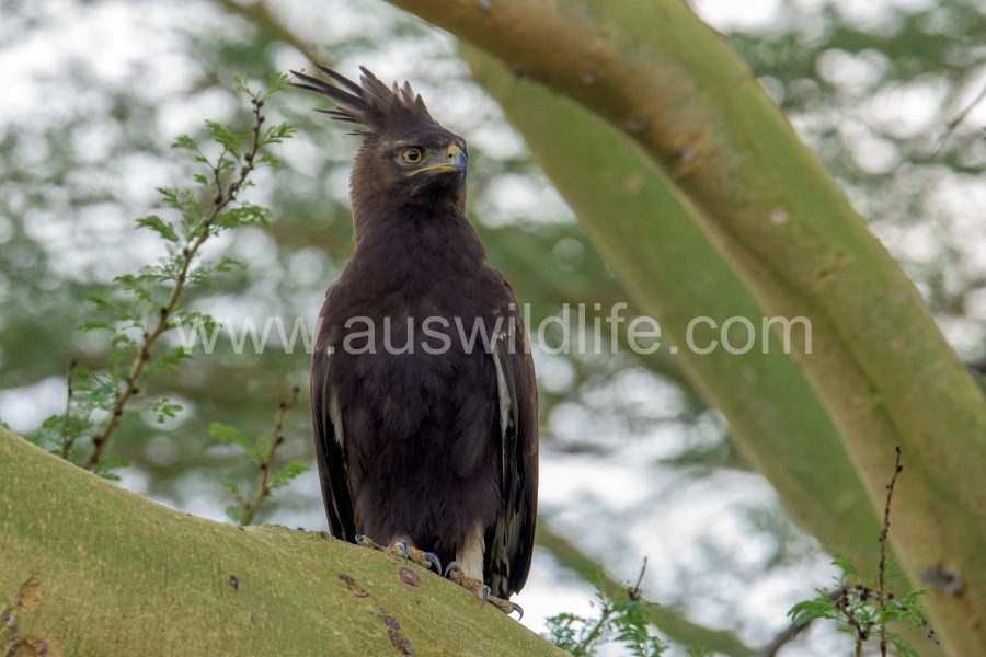 long-crested-eagle-lophaetus-occipitalis-2
