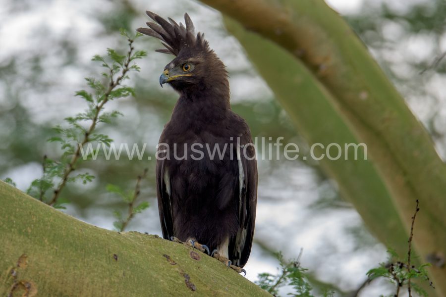long-crested-eagle-lophaetus-occipitalis-4