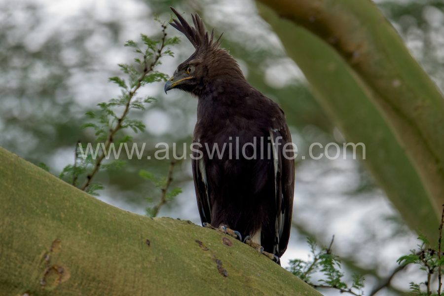 long-crested-eagle-lophaetus-occipitalis-5