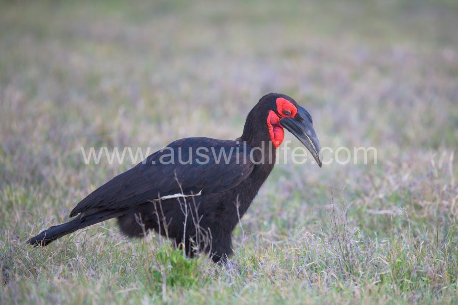 southern-ground-hornbill-bucorvus-leadbeateri