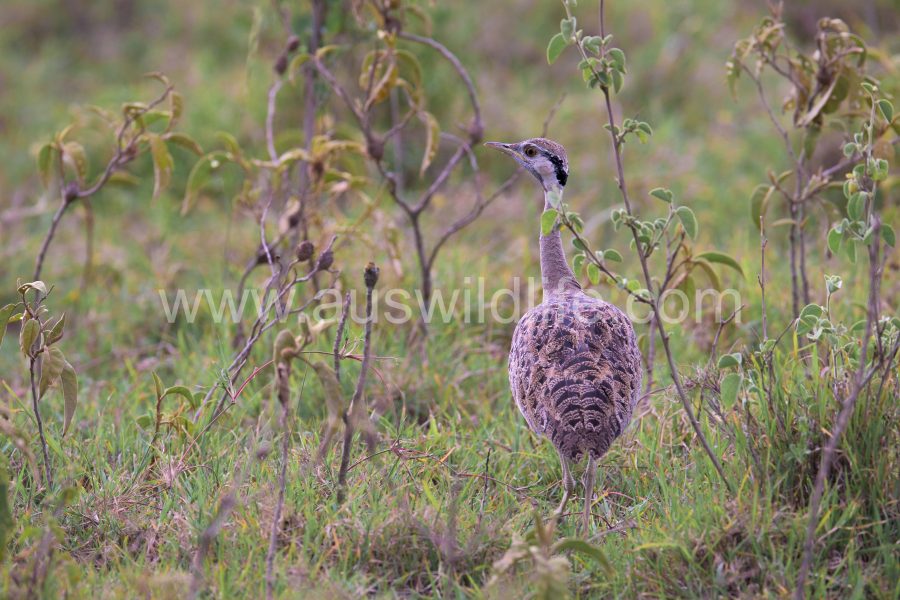white-bellied-bustard-eupodotis-senegalensis