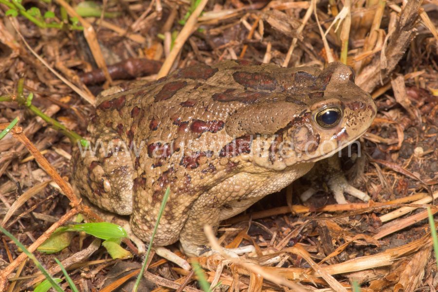 eastern-olive-toad