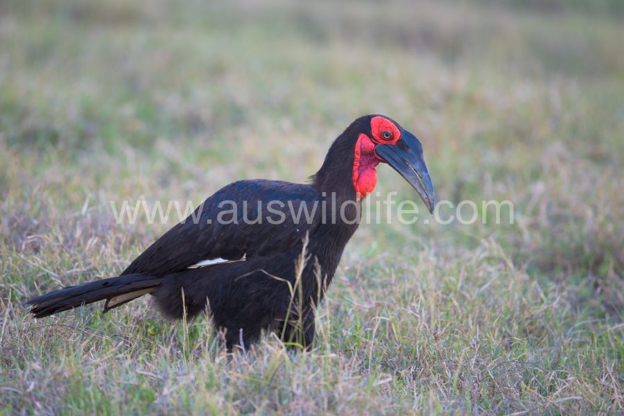 southern-ground-hornbill-bucorvus-leadbeateri-3