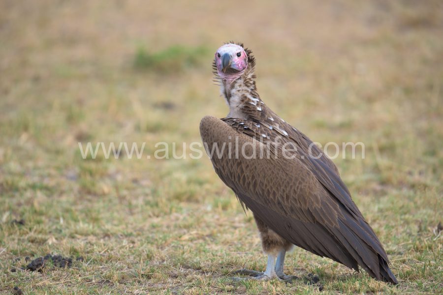 lappet-faced-vulture-torgos-tracheliotus