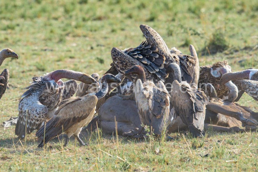 ruppells-griffon-vulture-gyps-rueppellii