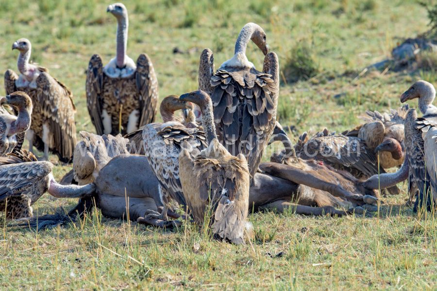 ruppells-griffon-vulture-gyps-rueppellii-2