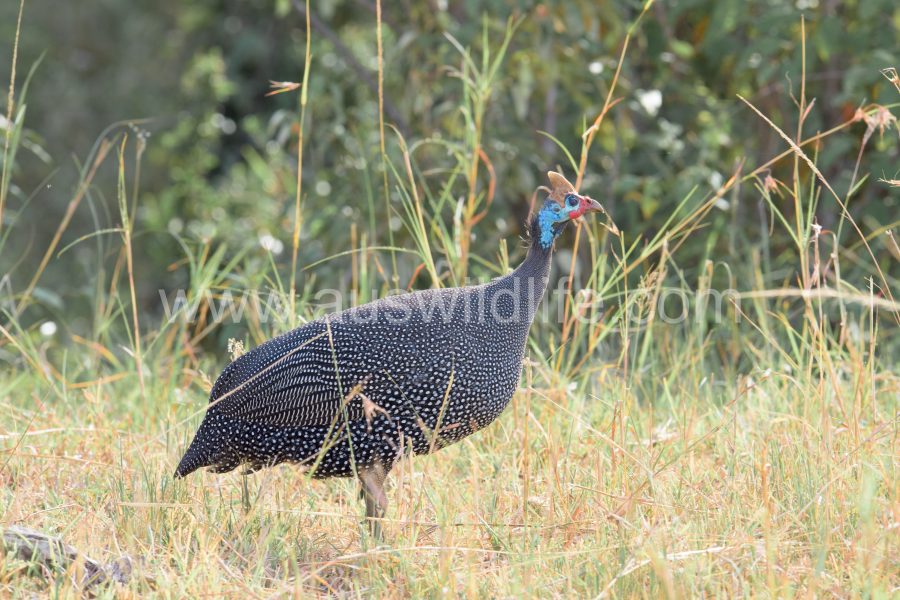 helmeted-guineafowl-numida-meleagris-2