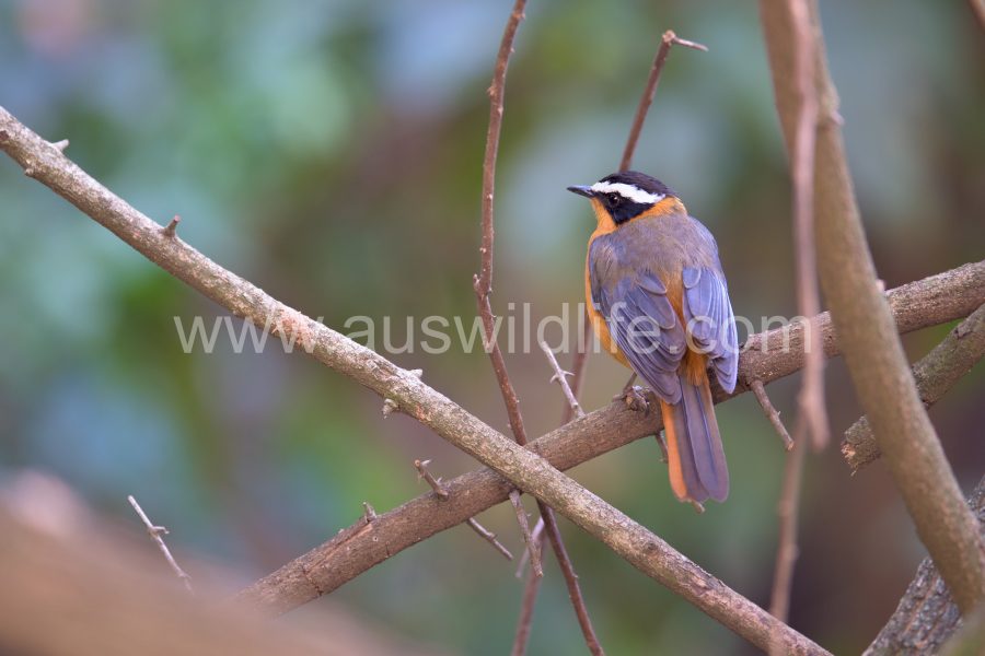 white-browed-robin-chat-cossyopha-heuglini