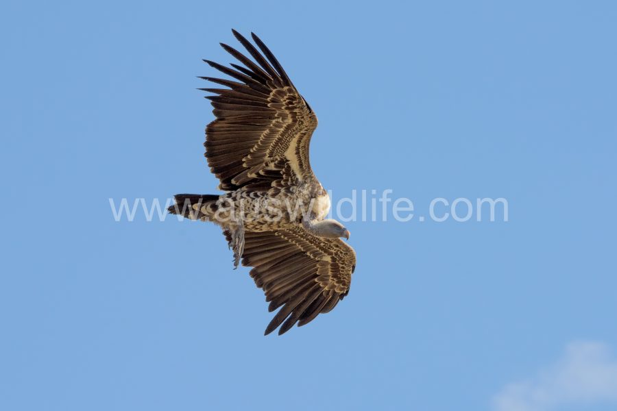 ruppells-griffon-vulture-gyps-rueppellii-6