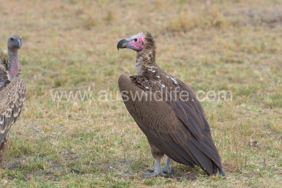lappet-faced-vulture-torgos-tracheliotus-2