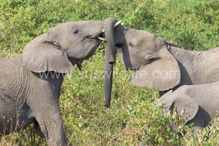 african-elephant-loxodonta-africana-5