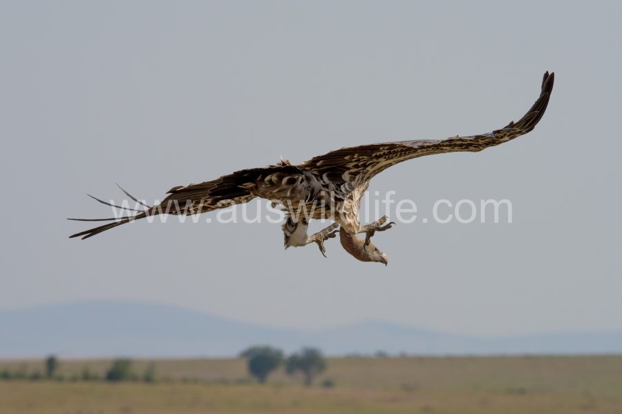 ruppells-griffon-vulture-gyps-rueppellii-7