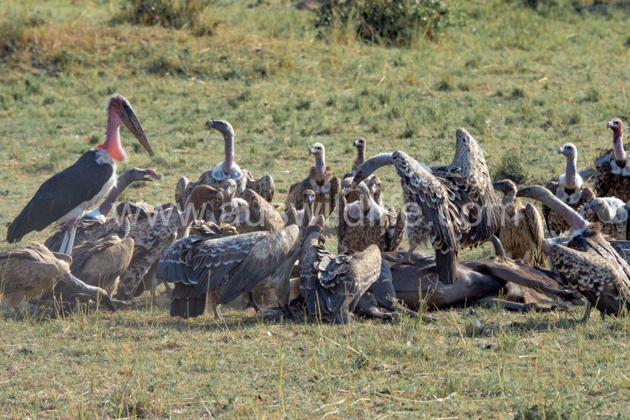 ruppells-griffon-vulture-gyps-rueppellii-8