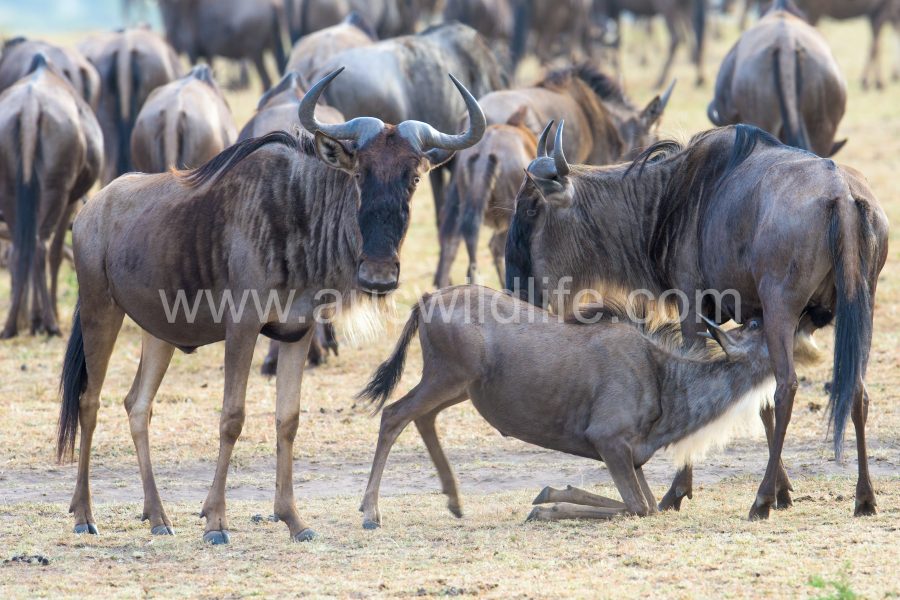 brindled-gnu-wildebeest-connochaetes-taurinus