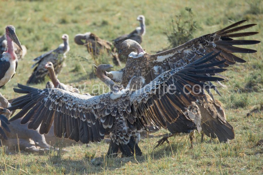 ruppells-griffon-vulture-gyps-rueppellii-9