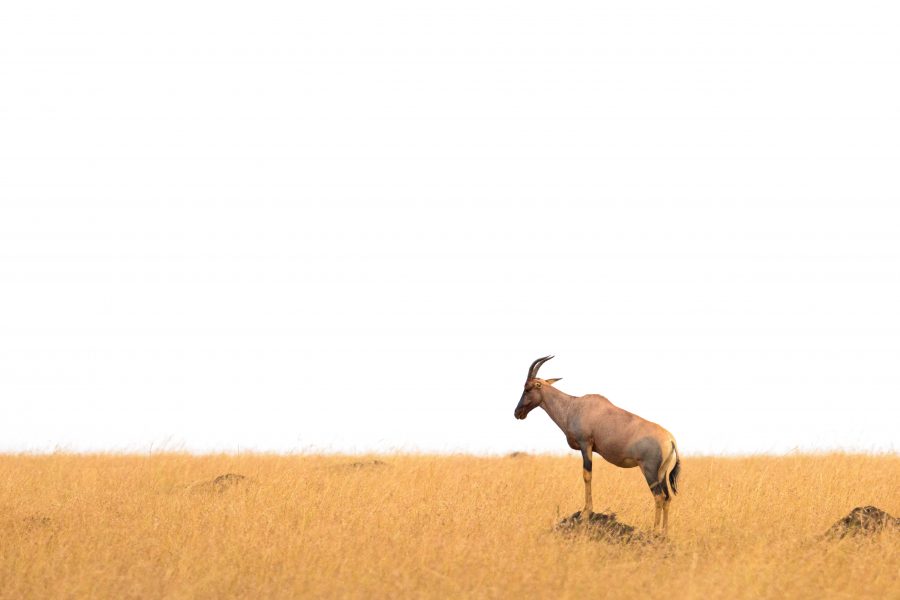 topi-damaliscus-lunatus