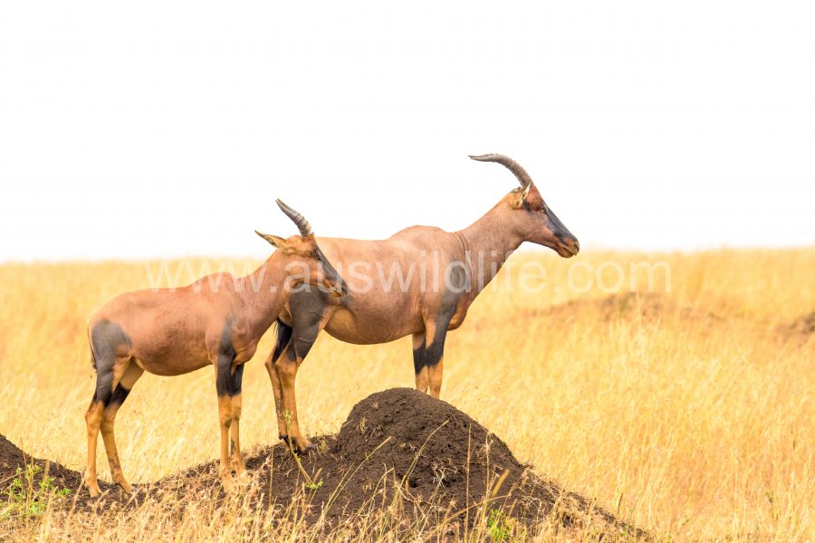 topi-damaliscus-lunatus-2