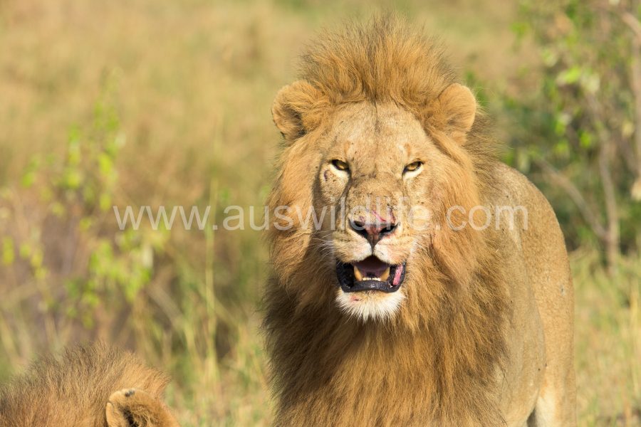 lion-panthera-leo-2