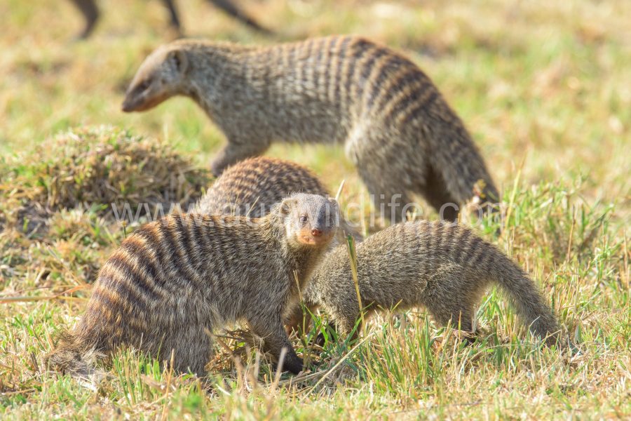 banded-mongoose-mungos-mungos