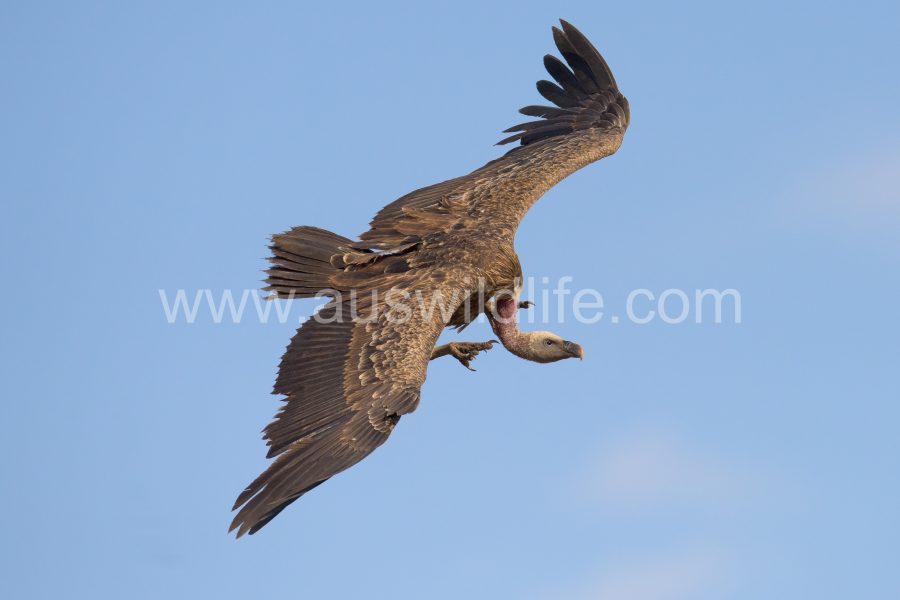 ruppells-griffon-vulture-gyps-rueppellii-11
