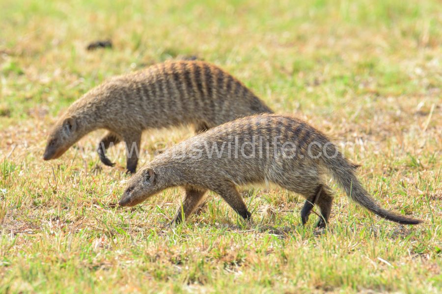 banded-mongoose-mungos-mungos-2