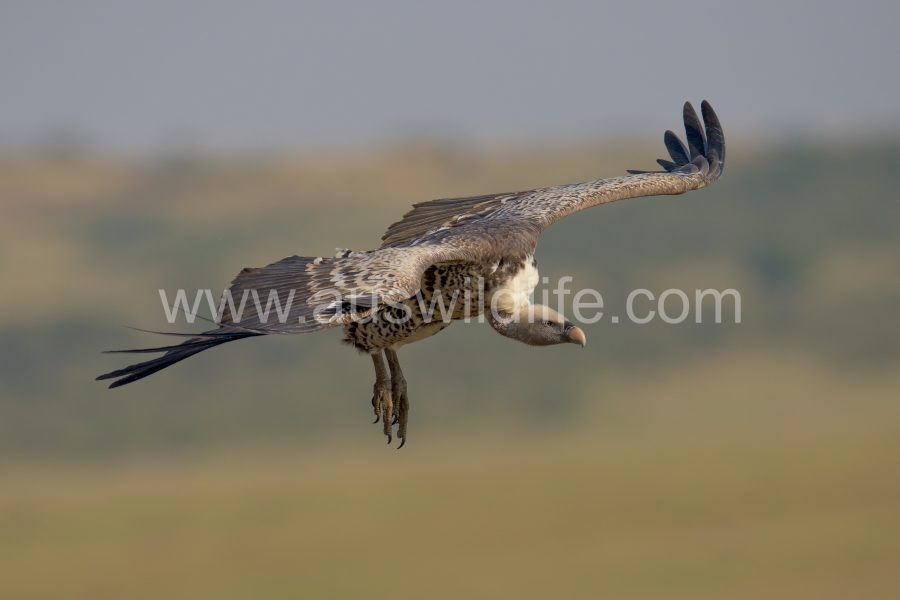 ruppells-griffon-vulture-gyps-rueppellii-12