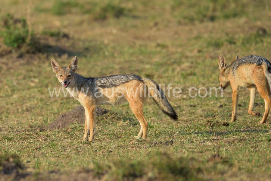 black-backed-jackal-canis-mesomelas
