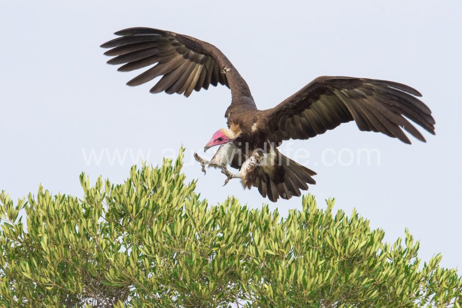 lappet-faced-vulture-torgos-tracheliotus-3