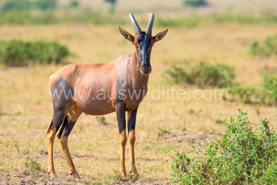 topi-damaliscus-lunatus-4