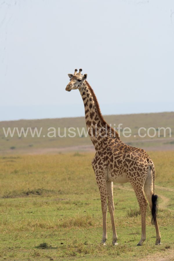 giraffe-giraffa-camelopardalis