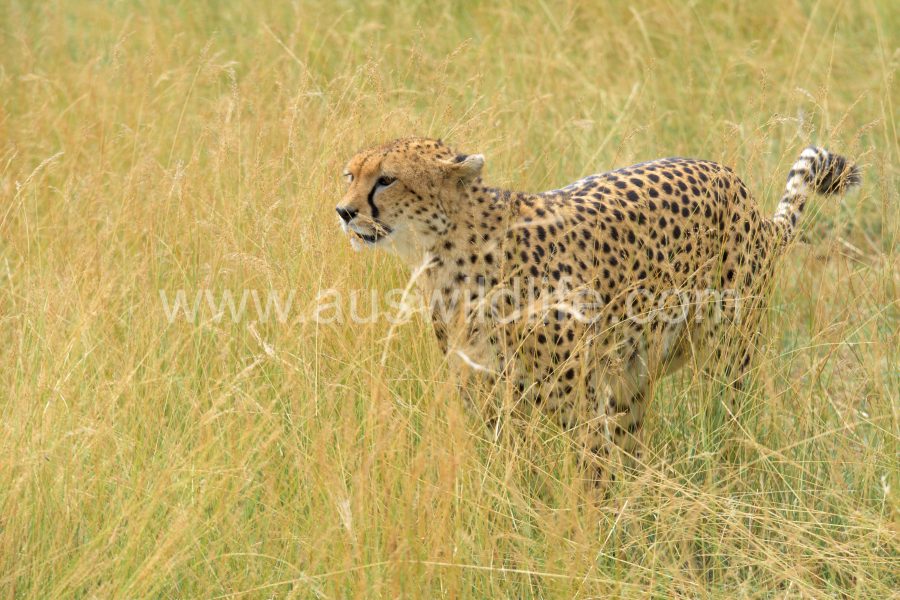 cheetah-acinonyx-jubatus