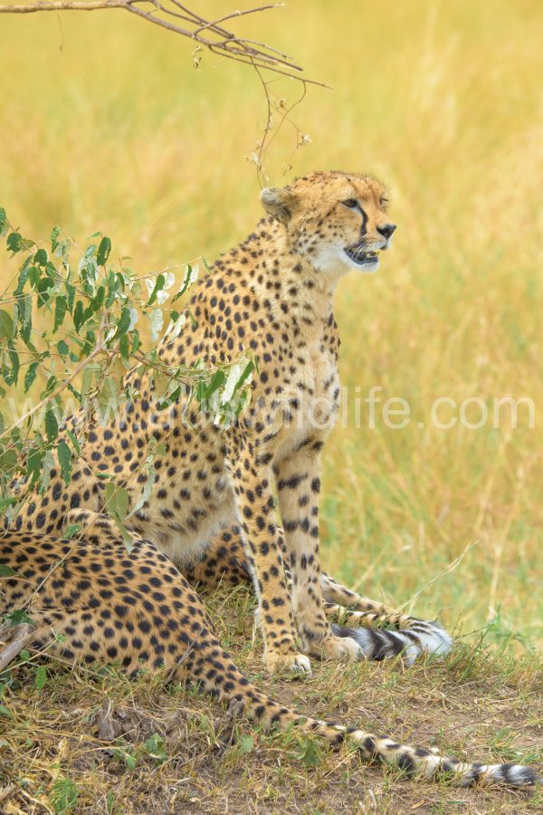 cheetah-acinonyx-jubatus-4