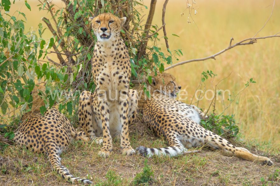 cheetah-acinonyx-jubatus-5