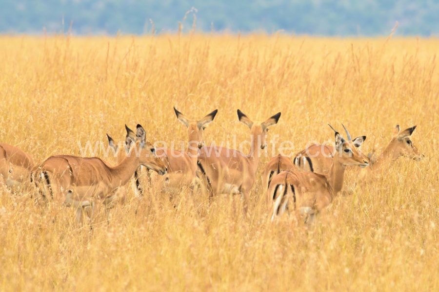 grants-gazelle-gazella-granti
