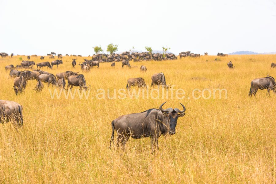 brindled-gnu-wildebeest-connochaetes-taurinus-2