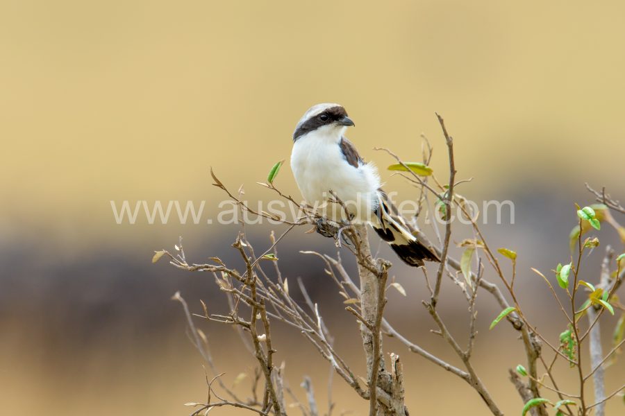 grey-backed-fiscal-lanius-excubitoroides