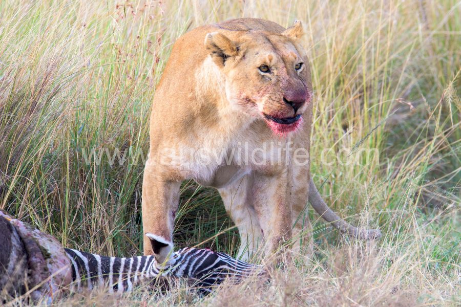 lioness-with-zebra-kill-panthera-leo
