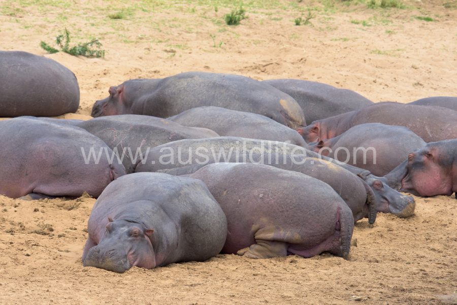 hippopotamus-hippopotamus-amphibius