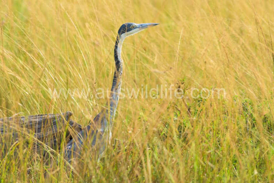 black-headed-heron-ardea-melanocephalus