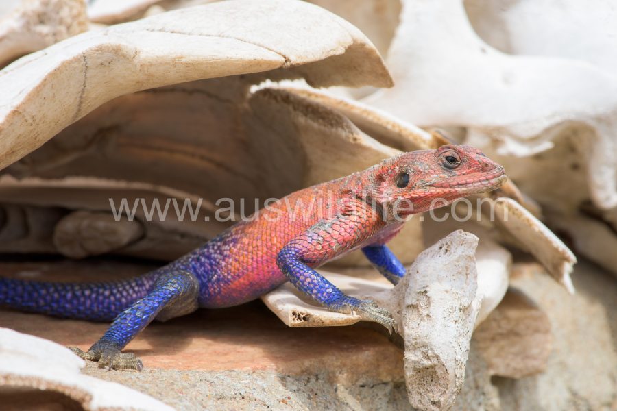 rainbow-agama-lizard-agama-agama