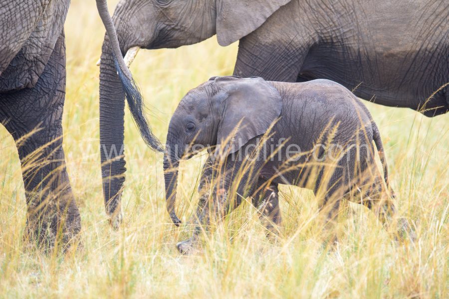 african-elephant-loxodonta-africana-6