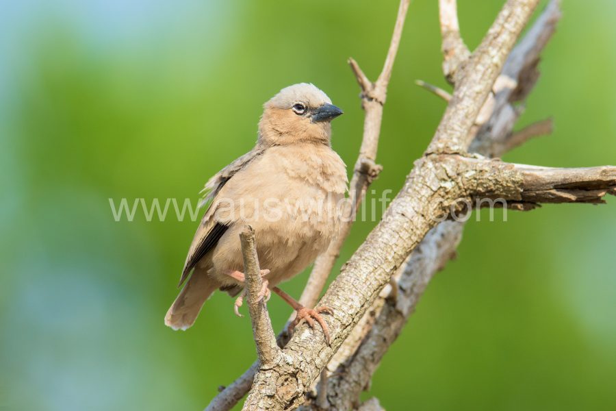 grey-capped-social-weaver-pseudonigrita-arnaudi