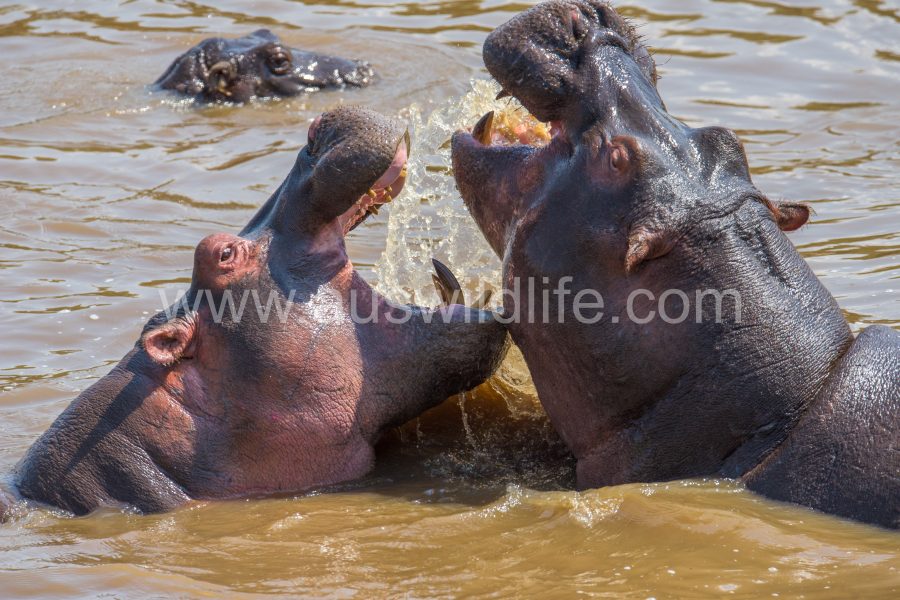 hippopotamus-hippopotamus-amphibius-3