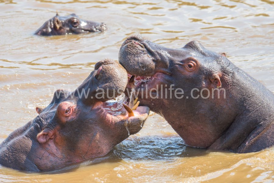 hippopotamus-hippopotamus-amphibius-5